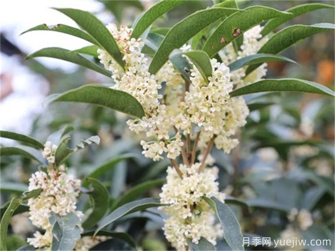 桂花樹(shù)常見(jiàn)病蟲(chóng)害識別及防治(圖2)