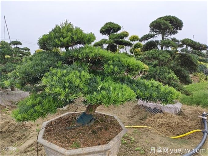 可觀(guān)賞又可入藥的花卉植物(圖1)