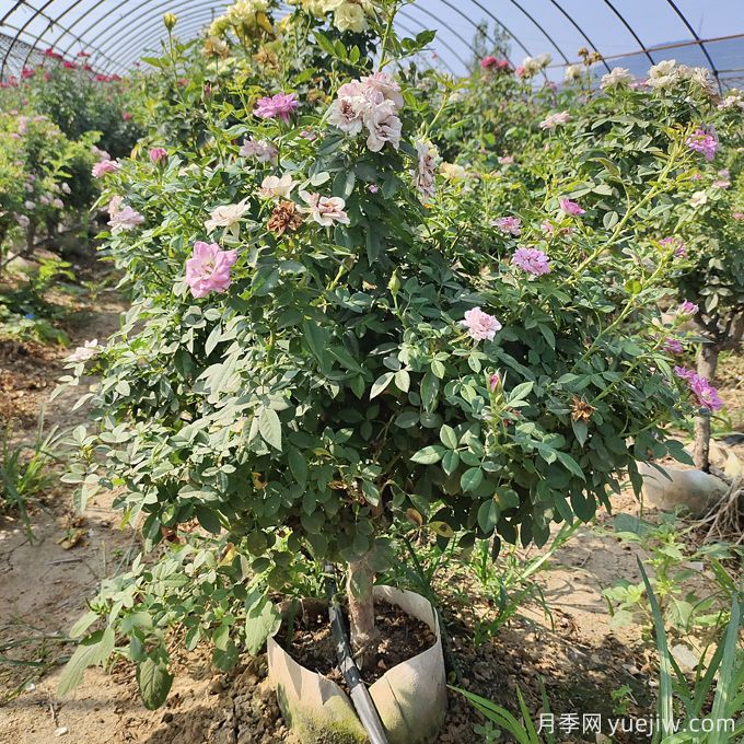 園藝新品，多色歐月薔薇桿樹(shù)狀月季(圖2)