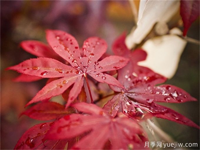 楓樹(shù)在花園庭院中的應用詳解(圖1)
