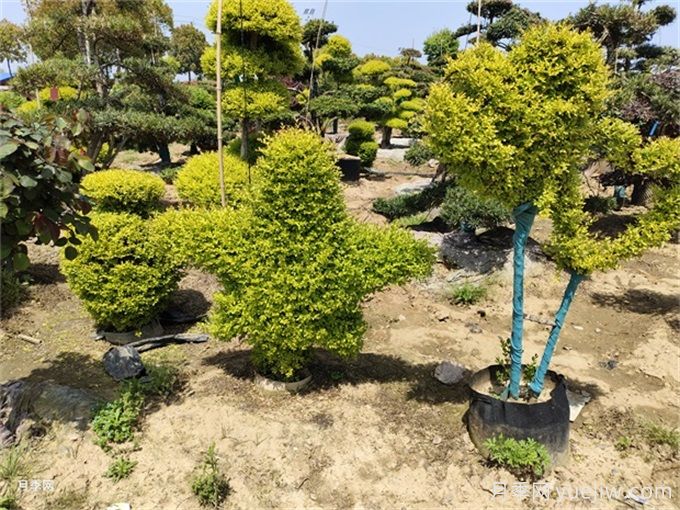 十種觀(guān)賞類(lèi)花境骨架植物(圖1)