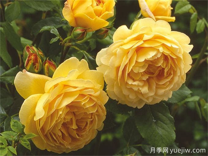 盤(pán)點(diǎn)10個(gè)***香的月季花品種(圖2)