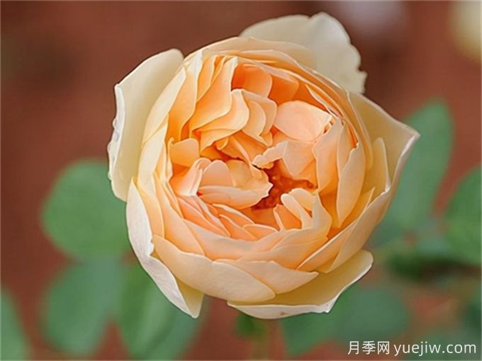 盤(pán)點(diǎn)10個(gè)***香的月季花品種(圖4)