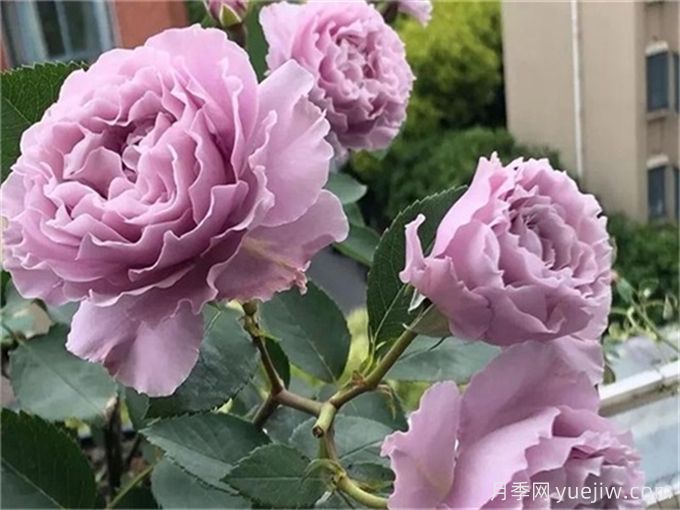 盤(pán)點(diǎn)10個(gè)***香的月季花品種(圖6)