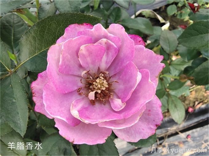 盤(pán)點(diǎn)10個(gè)***香的月季花品種(圖7)