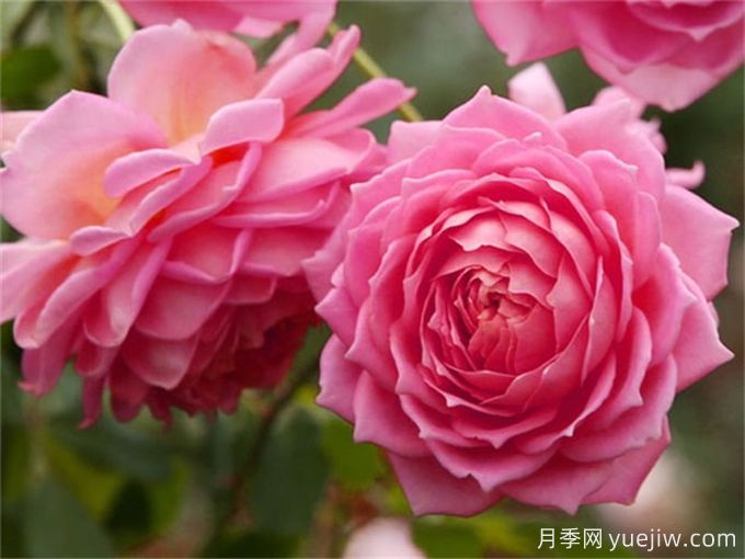 盤(pán)點(diǎn)10個(gè)***香的月季花品種(圖8)