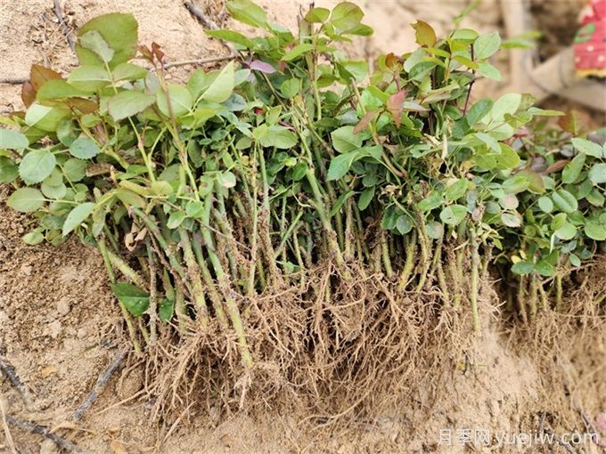 月季花種子怎么種？月季種植方法和時(shí)間(圖2)