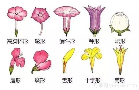 花的形態(tài)術(shù)語(yǔ)(圖3)