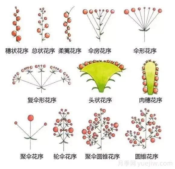 花的形態(tài)術(shù)語(yǔ)(圖2)