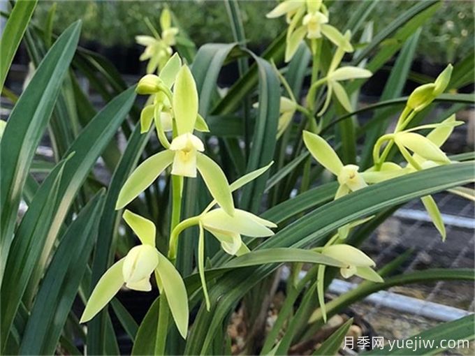 蘭花種植與養護，入門(mén)必看！(圖2)
