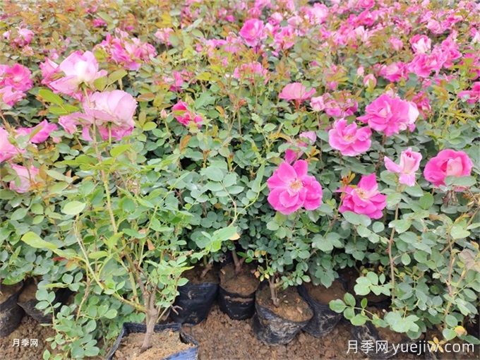10月份月季苗圃花圃的管理注意事項有哪些(圖2)