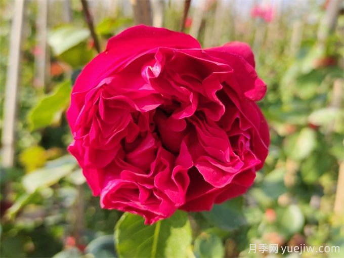 5個(gè)藤本月季，讓你得到一個(gè)花開(kāi)不斷的夏天(圖2)