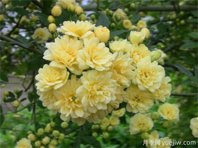十二種華北地區黃色系木本植物(圖1)