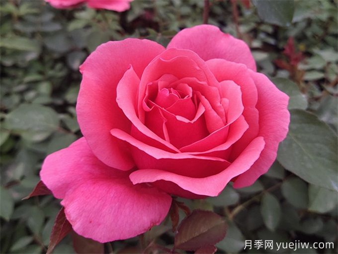 花的形態(tài)術(shù)語(yǔ)(圖1)