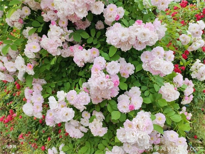 4種常見(jiàn)薔薇花的介紹和養護注意事項(圖2)