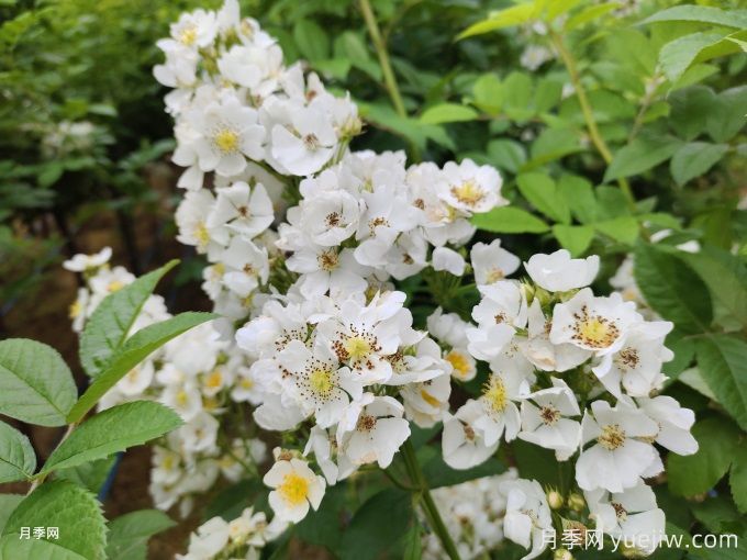 薔薇的繁殖方法有哪些？薔薇花的養護方法(圖2)