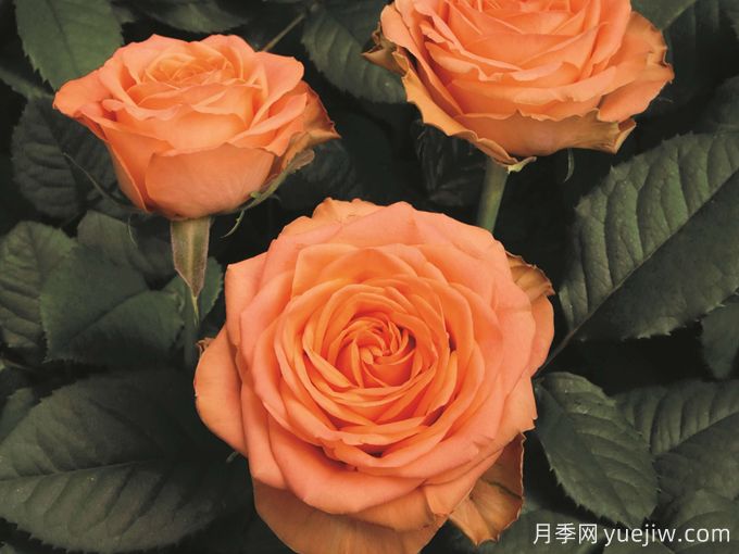 鄉村家園月季(圖2)