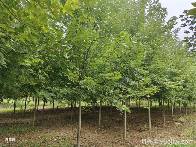 100種常見(jiàn)園林綠化植物(圖1)