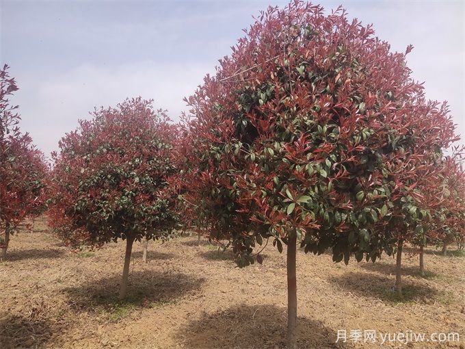 100種常見(jiàn)園林綠化植物(圖2)
