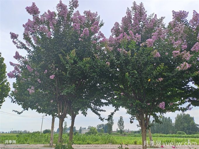 100種常見(jiàn)園林綠化植物(圖3)