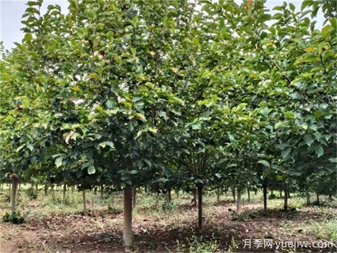 100種常見(jiàn)園林綠化植物(圖4)