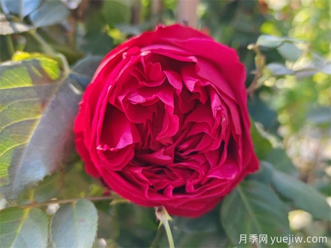 月季花苞打不開(kāi)、枯萎是咋回事？(圖2)