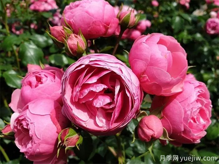 月季花苞打不開(kāi)、枯萎是咋回事？(圖3)