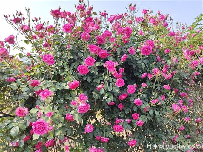 月季花苞為什么會(huì )垂頭無(wú)法直立？(圖3)