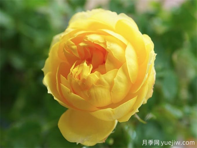 十年月季路，分享4款月季老品種的養護心得(圖1)