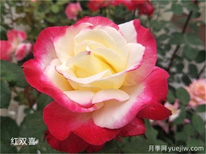 十年月季路，分享4款月季老品種的養護心得(圖2)