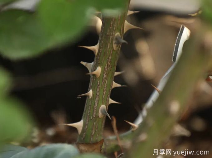 又被扎了！月季憑什么長(cháng)那么多刺？(圖2)