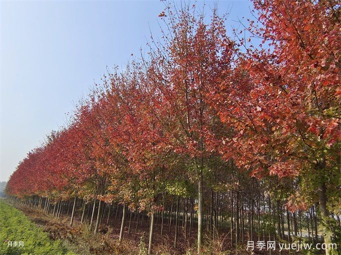 秋天12種超級美麗的變色樹(shù)木(圖1)