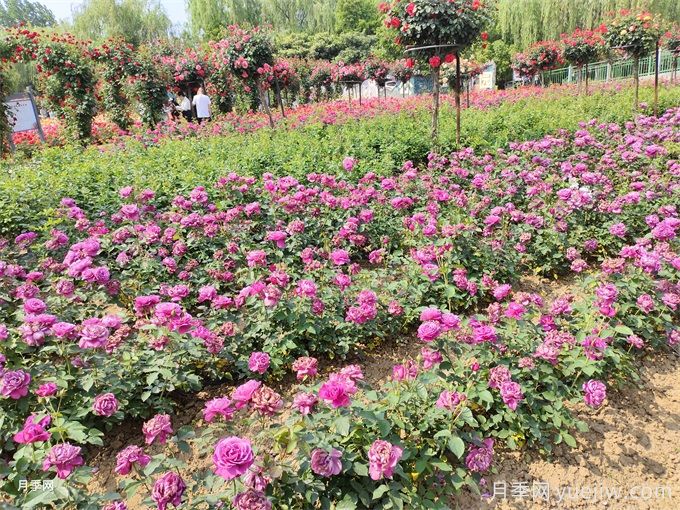 種植和管理地栽月季需要注意些什么？(圖2)