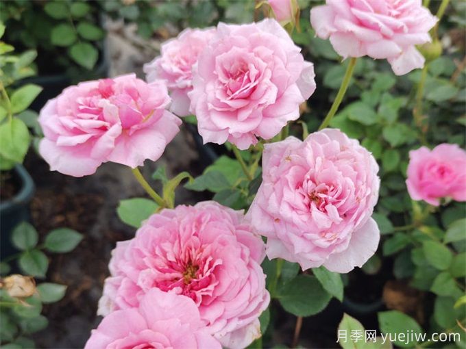 適合陽(yáng)臺種植的微型月季品種推薦(圖2)