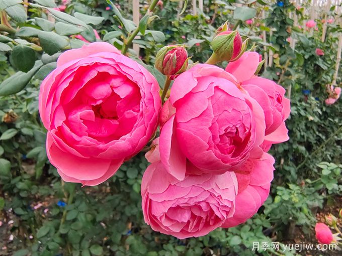 月季是每個(gè)月都開(kāi)花嗎？怎樣讓月季每個(gè)月都開(kāi)花？(圖1)