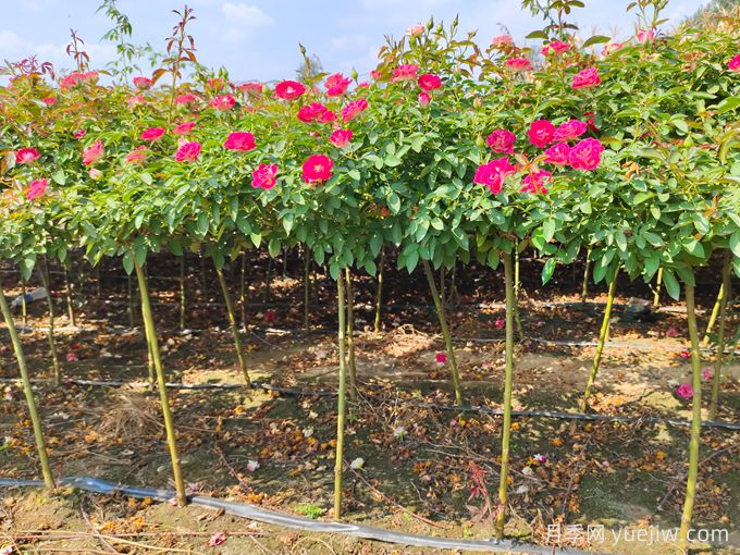 月季是每個(gè)月都開(kāi)花嗎？怎樣讓月季每個(gè)月都開(kāi)花？(圖3)