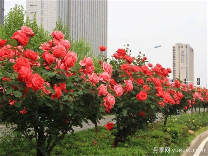 合肥樹(shù)狀月季花爆火！真相沒(méi)你想得那么簡(jiǎn)單！(圖1)