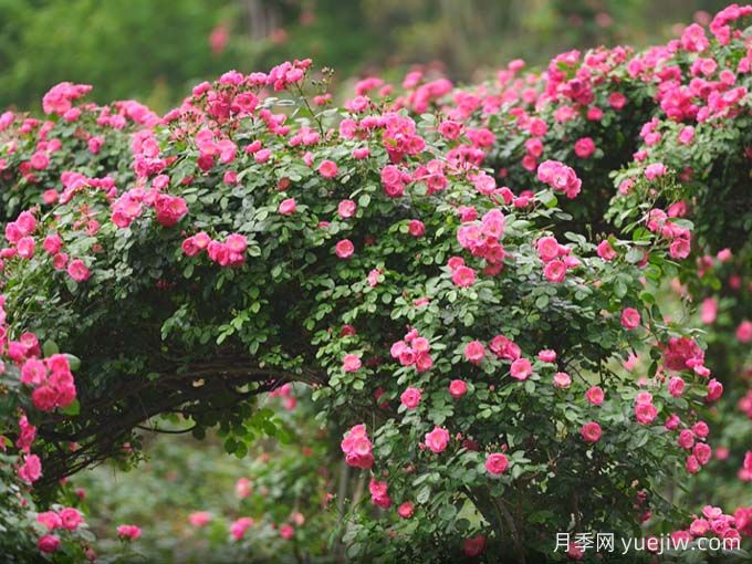 資陽(yáng)字庫山的月季花海盛宴，趕赴美麗(圖2)