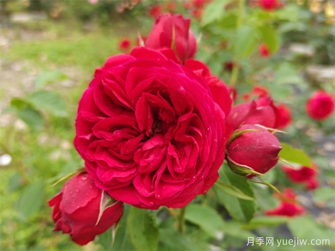 月季推薦，紅蘋(píng)果(圖1)