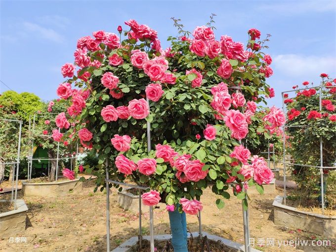 樹(shù)狀月季開(kāi)花少的6個(gè)原因分析(圖1)