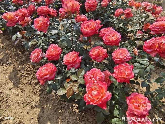 月季花的花期是什么時(shí)候？想要開(kāi)花要滿(mǎn)足哪些條件？(圖1)