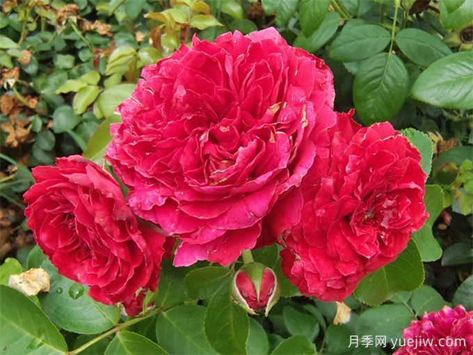 只種一款紅色爬藤月季，強力推薦紅達月季(圖2)