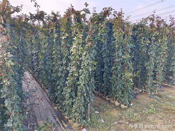 常見(jiàn)86種園林植物的識別與整形修剪技術(shù)(圖3)