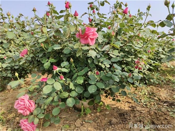 常見(jiàn)86種園林植物的識別與整形修剪技術(shù)(圖2)