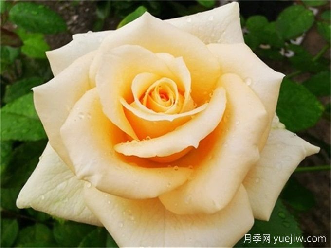 月季推薦，蜜桃雪山月季(圖1)