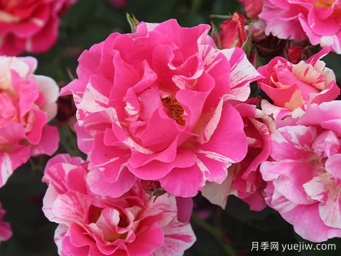 糖果樂(lè )園月季/糖果世界(圖1)