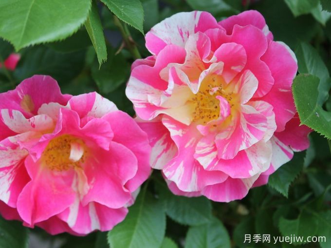糖果樂(lè )園月季/糖果世界(圖2)