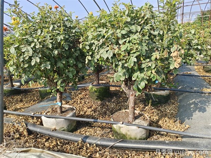 全國月季11月花事，南賞花北過(guò)冬(圖1)