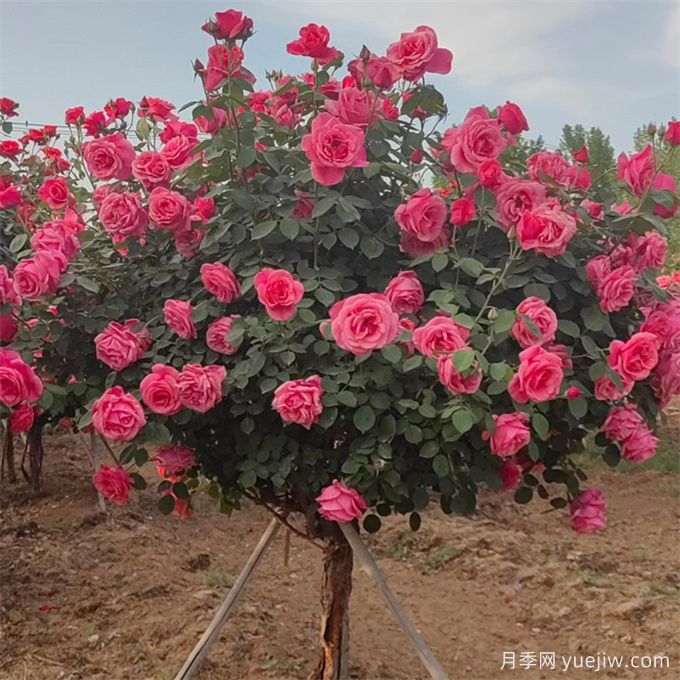 園林綠化中心喬灌木修剪技術(shù)標準(圖1)