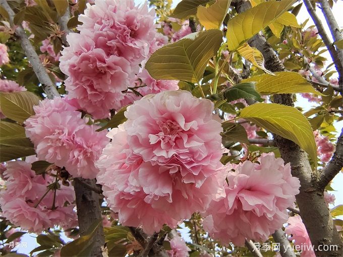 中國常見(jiàn)行道、庭蔭、園林樹(shù)種簡(jiǎn)介（總結40個(gè)）(圖4)